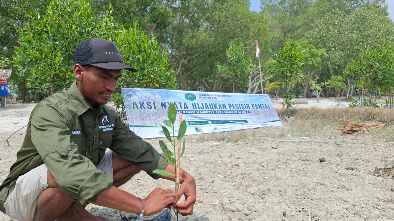 Aksi Nyata Hijaukan Pesisir Pantai - Marwah Peci Hitam Indonesia Tanam Mangrove di Pantai Sujono
